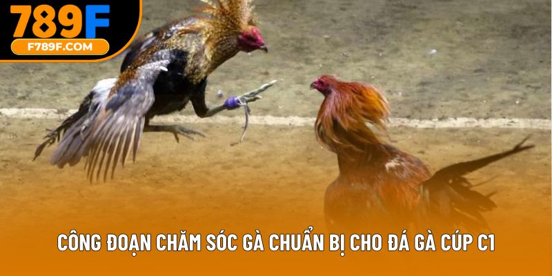Công đoạn chăm sóc gà chuẩn bị cho đá gà cúp c1