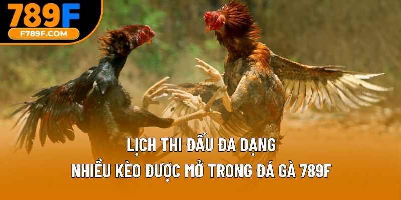 Lịch thi đấu đa dạng, nhiều kèo được mở trong đá gà 789F