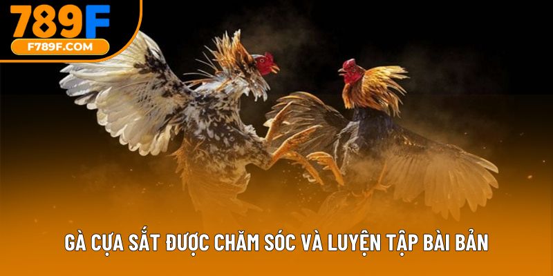 Gà cựa sắt được chăm sóc và luyện tập bài bản