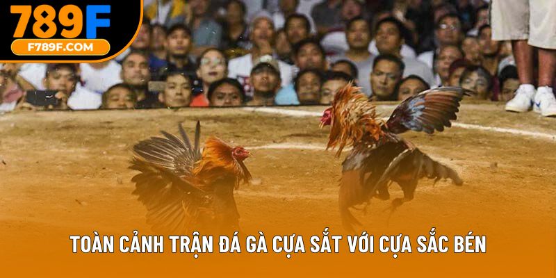 Toàn cảnh trận đá gà cựa sắt với cựa sắc bén