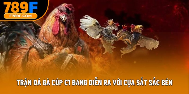 Trận đá gà cúp c1 đang diễn ra với cựa sắt sắc bén