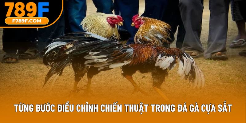 Từng bước điều chỉnh chiến thuật trong đá gà cựa sắt